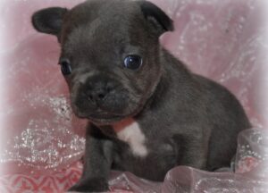 Quality French Bulldog Puppies For Re-homing