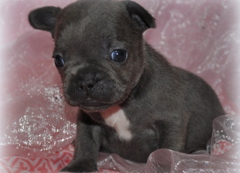 N1 (#ID:571-570-medium_large)  Quality French Bulldog Puppies For Re-homing of the category Pets & Animals and which is in Coventry, Unspecified, 388, with unique id - Summary of images, photos, photographs, frames and visual media corresponding to the classified ad #ID:571