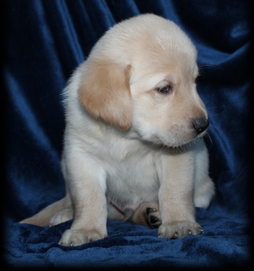 N1 (#ID:598-597-medium_large)  Quality Golden Golden retriever puppies for sale of the category Pets & Animals and which is in Stoke-on-Trent, Unspecified, 399, with unique id - Summary of images, photos, photographs, frames and visual media corresponding to the classified ad #ID:598