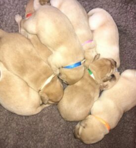 Labradour puppies for sale