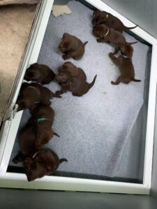 Lovely and Chunky Chocolate Labrador Puppies