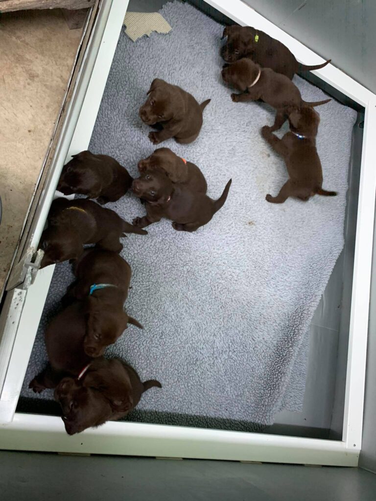N3 (#ID:802-799-medium_large)  Lovely and Chunky Chocolate Labrador Puppies of the category Pets & Animals and which is in Newport, new, 1450, with unique id - Summary of images, photos, photographs, frames and visual media corresponding to the classified ad #ID:802