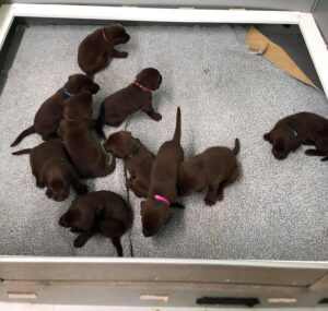 Lovely and Chunky Chocolate Labrador Puppies