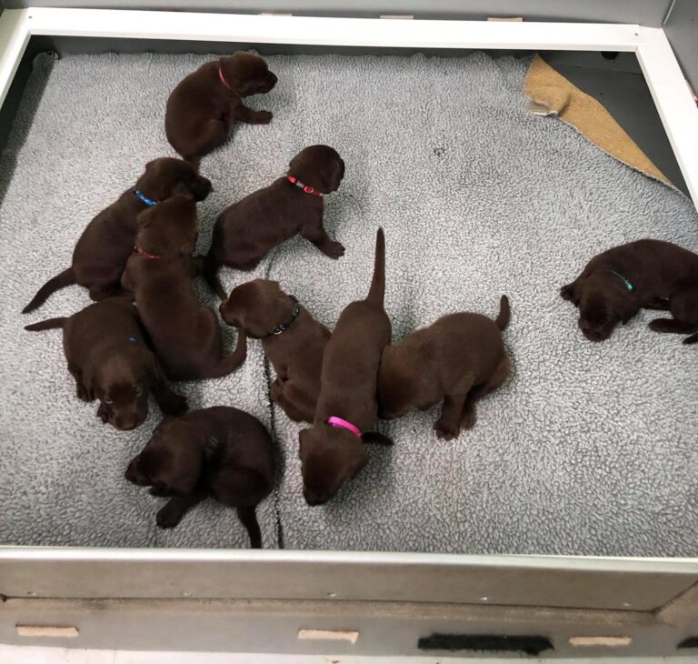 N4 (#ID:802-800-medium_large)  Lovely and Chunky Chocolate Labrador Puppies of the category Pets & Animals and which is in Newport, new, 1450, with unique id - Summary of images, photos, photographs, frames and visual media corresponding to the classified ad #ID:802