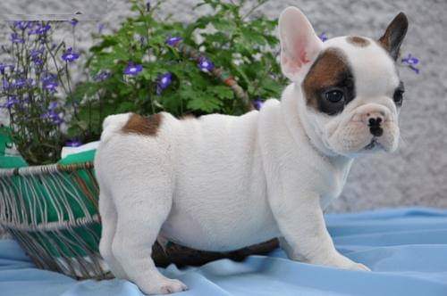N1 (#ID:968-966-medium_large)  Purebred French Bulldog Puppies .whatsapp me: +14847463796 of the category Pets & Animals and which is in Derby, Unspecified, 400, with unique id - Summary of images, photos, photographs, frames and visual media corresponding to the classified ad #ID:968