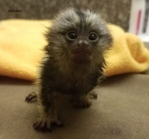 marmoset monkeys for sale.whatsaap for more information and pictures:+14847463796