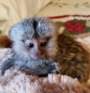 Very Healthy Marmoset Monkeys For A New Home .whatsaap for more information and pictures:+14847463796
