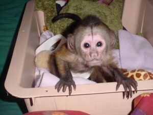Capuchin Monkeys Available For Adoption.whatsaap for more information and pictures:+14847463796
