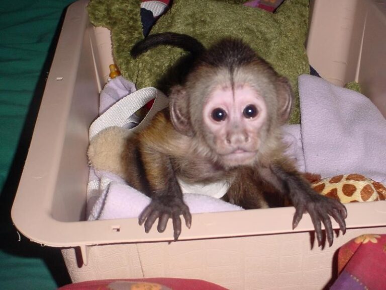 N1 (#ID:918-917-medium_large)  Capuchin Monkeys Available For Adoption.whatsaap for more information and pictures:+14847463796 of the category Pets & Animals and which is in Leeds, Unspecified, Sk103jn, with unique id - Summary of images, photos, photographs, frames and visual media corresponding to the classified ad #ID:918