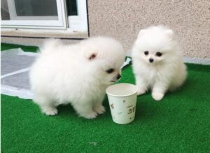 Two Awesome T-Cup Pomeranian Puppies..whatsapp me: +14847463796