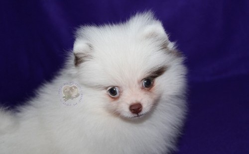 N1 (#ID:945-944-medium_large)  Pure White Pomeranian Puppies. of the category Pets & Animals and which is in Cardiff, new, 690, with unique id - Summary of images, photos, photographs, frames and visual media corresponding to the classified ad #ID:945