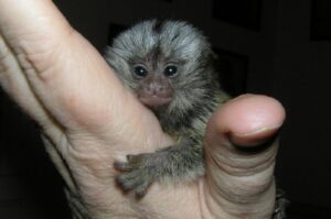 Finger Baby Marmoset Monkeys for adoption.whatsaap for more information and pictures:+14847463796