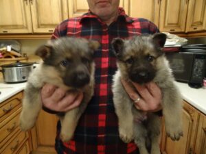 Quality German Shepherd puppies..whatsapp me: +14847463796