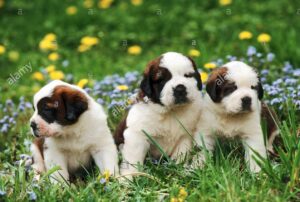 Quality Golden Saint bernard puppies for sale