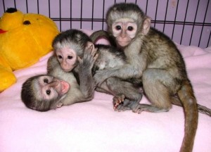 Top quality baby capuchin monkeys