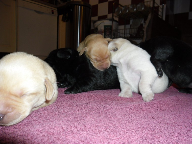 N1 (#ID:1030-1025-medium_large)  5 BEAUTIFUL LABRADOR PUPPIES of the category Pets & Animals and which is in City of London, new, 350, with unique id - Summary of images, photos, photographs, frames and visual media corresponding to the classified ad #ID:1030