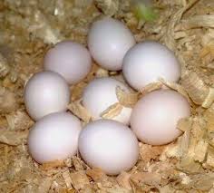 African Grey Parrot and Parrot Eggs