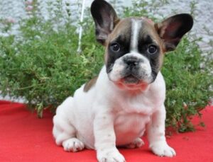 Purebred French Bulldog Puppies .whatsapp me: +14847463796