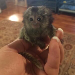 Adorable marmoset monekys for sale.whatsaap for more information and pictures:+14847463796