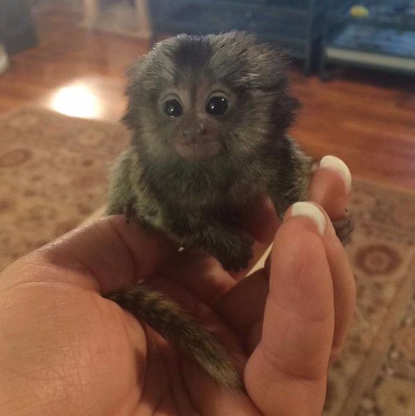 N1 (#ID:922-921-medium_large)  Adorable marmoset monekys for sale.whatsaap for more information and pictures:+14847463796 of the category Pets & Animals and which is in City of London, Unspecified, 500, with unique id - Summary of images, photos, photographs, frames and visual media corresponding to the classified ad #ID:922
