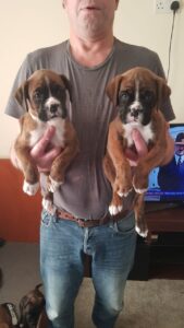 Beautiful Bobtail Boxer Puppies For Their Forver Homes.