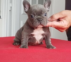 Absolutely Blue Adorable French Bulldog Puppies