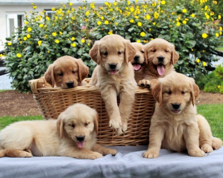 N1 (#ID:873-872-medium_large)  Adorable Golden Retriever Puppies For Sale of the category Pets & Animals and which is in City of London, new, 525, with unique id - Summary of images, photos, photographs, frames and visual media corresponding to the classified ad #ID:873
