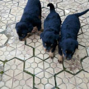 Protective German Rottweilers for sale.