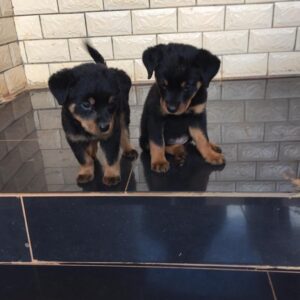 Protective German Rottweilers for sale.