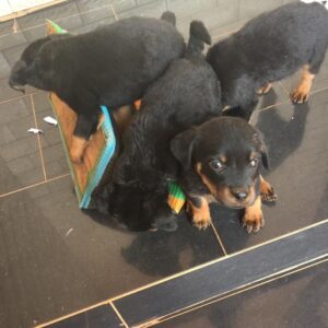 Protective German Rottweilers for sale.