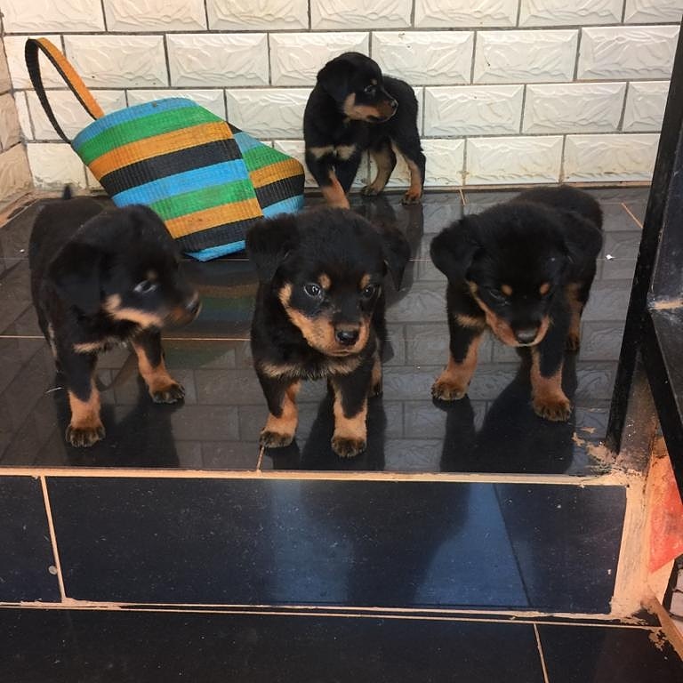 N1 (#ID:850-847-medium_large)  Rottweiler puppies for sale M/F of the category Pets & Animals and which is in Lancaster, Unspecified, 800, with unique id - Summary of images, photos, photographs, frames and visual media corresponding to the classified ad #ID:850