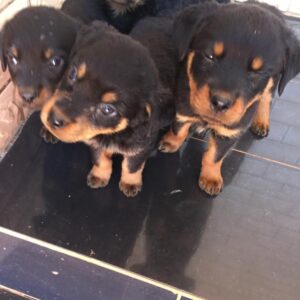 Rottweiler puppies for sale M/F
