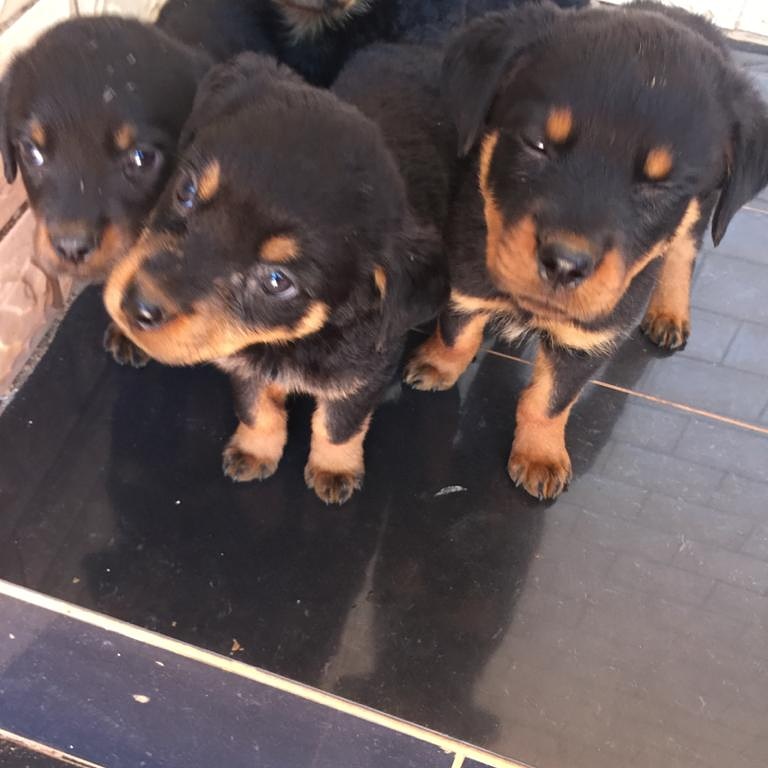 N2 (#ID:850-848-medium_large)  Rottweiler puppies for sale M/F of the category Pets & Animals and which is in Lancaster, Unspecified, 800, with unique id - Summary of images, photos, photographs, frames and visual media corresponding to the classified ad #ID:850