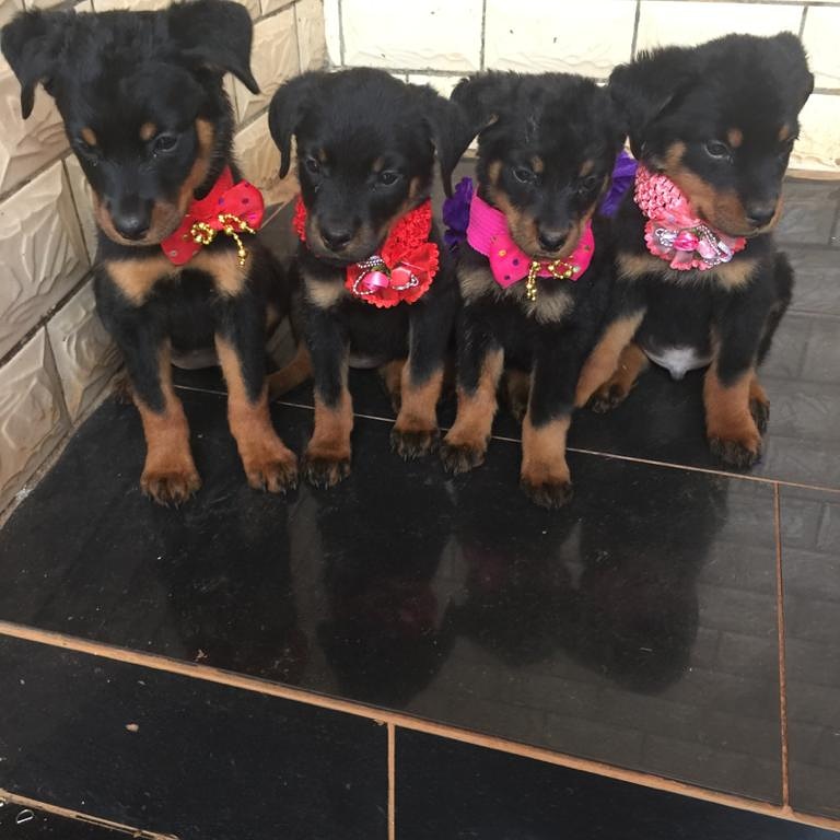 N3 (#ID:850-849-medium_large)  Rottweiler puppies for sale M/F of the category Pets & Animals and which is in Lancaster, Unspecified, 800, with unique id - Summary of images, photos, photographs, frames and visual media corresponding to the classified ad #ID:850