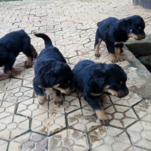 Protective German Rottweilers for sale.