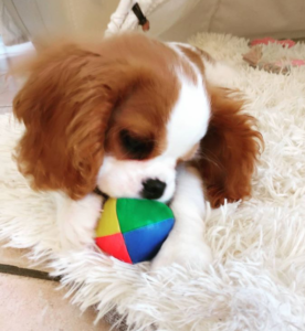 ### Ready Now ####Pure Bred Blenheim Cavalier Puppies Available For Sale