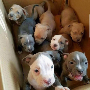 RESPONSIBLE HOMES ONLY High Ouality True Blood Chunky Blue Staffordshire Bull Terrier Puppies
