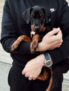 Excellent Family Home Raised Dobermann Pinscher puppies For Sale