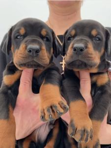Excellent Family Home Raised Dobermann Pinscher puppies For Sale