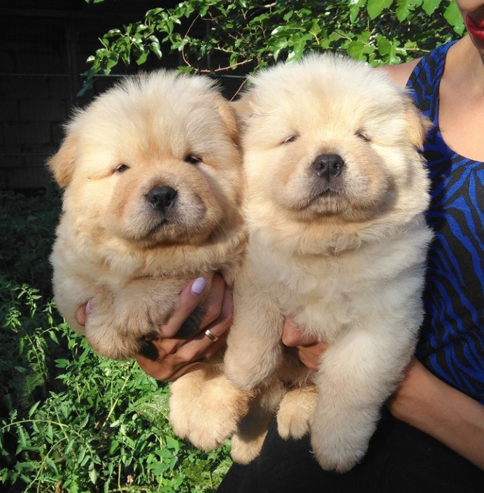 N1 (#ID:889-888-medium_large)  Pure Bred Cream Chow Chow Puppies For Sale of the category Pets & Animals and which is in Coventry, Unspecified, , with unique id - Summary of images, photos, photographs, frames and visual media corresponding to the classified ad #ID:889