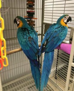 Blue and Gold Macaw new home.whatsapp for more information and pictures:+14847463796