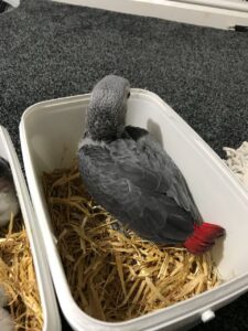 BABIES CONGO AFRICAN GREY PARROTS.whatsaap for more information and pictures:+14847463796