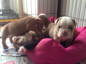 Gorgeous English Bulldog puppies .whatsapp me: +14847463796