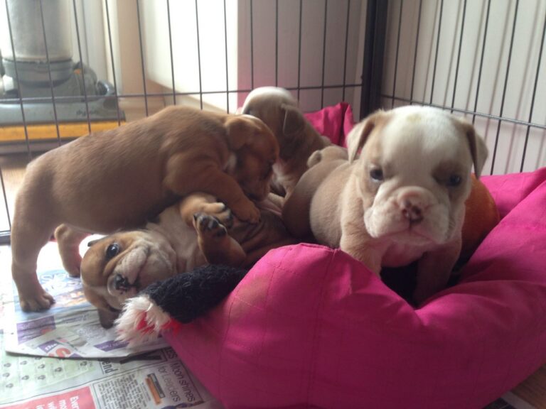 N2 (#ID:965-963-medium_large)  Gorgeous English Bulldog puppies .whatsapp me: +14847463796 of the category Pets & Animals and which is in Birmingham, Unspecified, 300, with unique id - Summary of images, photos, photographs, frames and visual media corresponding to the classified ad #ID:965