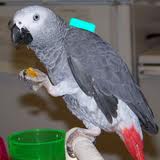 Breeding pair of African greys for sale.whatsapp for more information and pictures:+14847463796