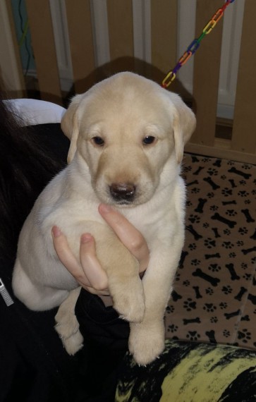 N4 (#ID:1030-1028-medium_large)  5 BEAUTIFUL LABRADOR PUPPIES of the category Pets & Animals and which is in City of London, new, 350, with unique id - Summary of images, photos, photographs, frames and visual media corresponding to the classified ad #ID:1030
