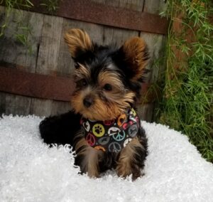 Perfect Babydoll Face Yorkshire Terrier