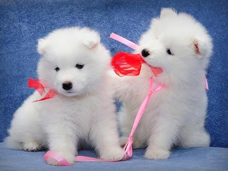 N1 (#ID:1236-1235-medium_large)  Healthy samoyed  Puppies ready nowss of the category Pets & Animals and which is in Leeds, Unspecified, 399, with unique id - Summary of images, photos, photographs, frames and visual media corresponding to the classified ad #ID:1236