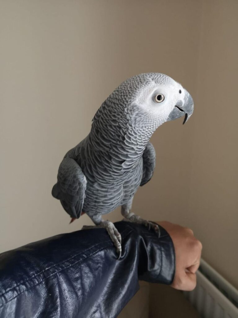 N1 (#ID:1152-1151-medium_large)  Super Tame African Grey Set Up of the category Pets & Animals and which is in Belfast, new, 200, with unique id - Summary of images, photos, photographs, frames and visual media corresponding to the classified ad #ID:1152