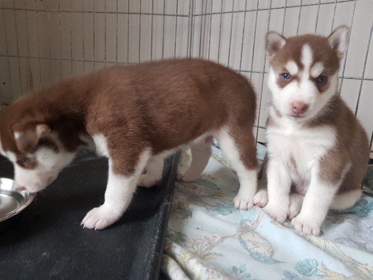 N1 (#ID:1240-1239-medium_large)  Male and female siberian husky pup for pet lovers of the category Pets & Animals and which is in Glasgow, Unspecified, , with unique id - Summary of images, photos, photographs, frames and visual media corresponding to the classified ad #ID:1240